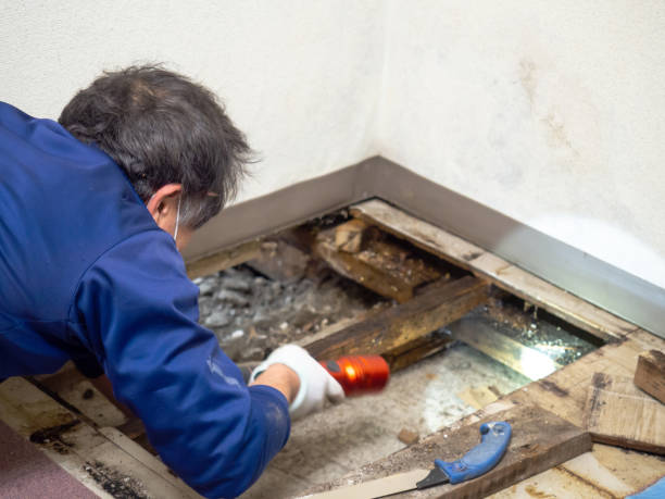 Attic Mold Removal in Murphys, CA