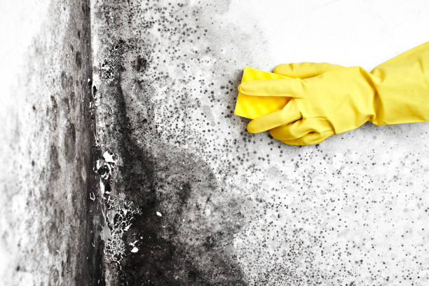 Best Residential Mold Removal  in Murphys, CA