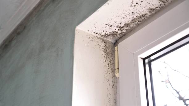Best Mold Damage Repair  in Murphys, CA