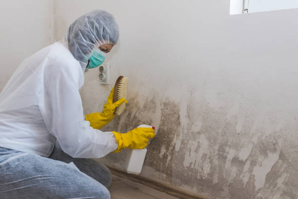 Best Certified Mold Removal  in Murphys, CA