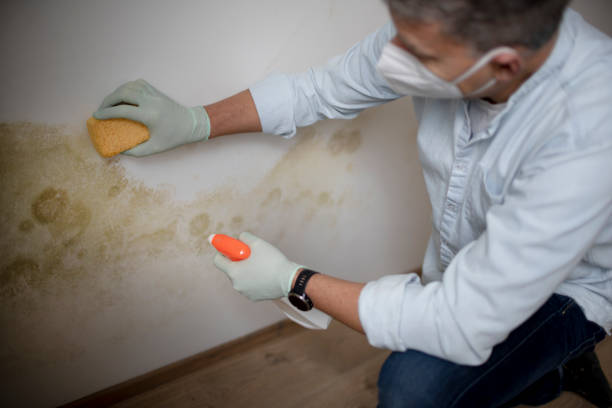 Best Mold Inspection  in Murphys, CA