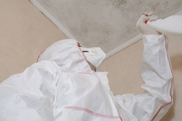 Best Attic Mold Removal  in Murphys, CA