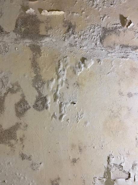 Mold Testing and Removal in Murphys, CA