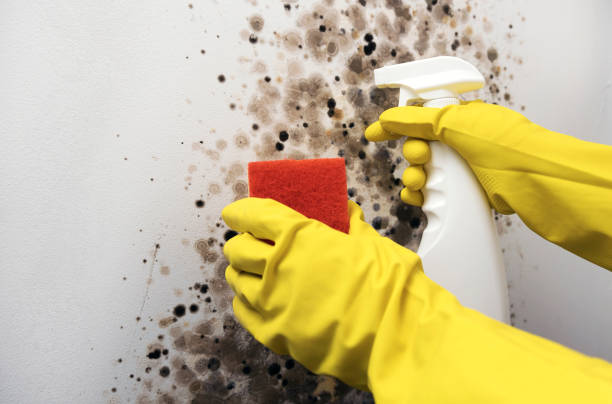 Best Local Mold Removal Service  in Murphys, CA