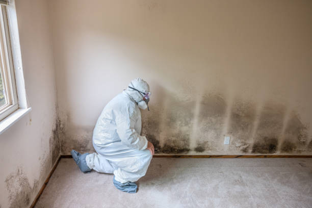 Best Mold Cleaning Services  in Murphys, CA