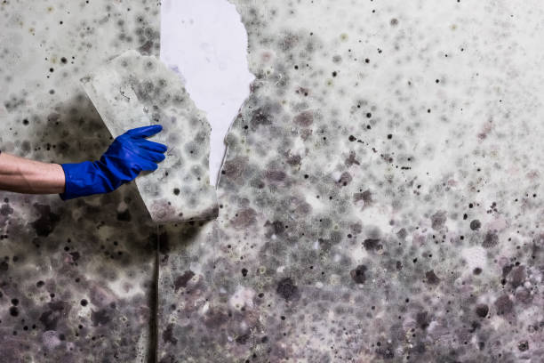 Best Home Mold Removal  in Murphys, CA