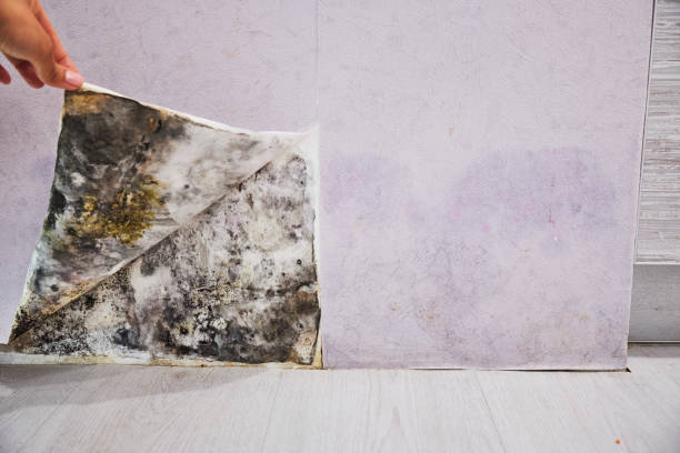 Best Mold Removal Near Me  in Murphys, CA